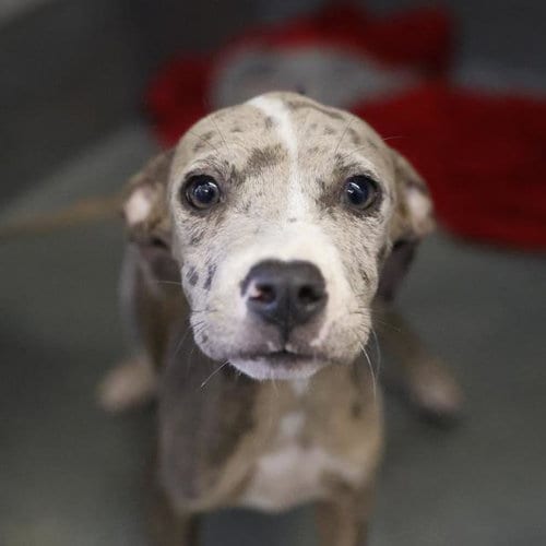 Photo of Hazel, adoptable American Staffordshire Terrier in San Antonio, Texas