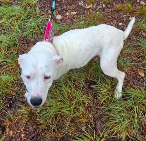 Photo of Baby Momma (Lake Litter), adoptable American Pit Bull Terrier in Holly Springs, North Carolina