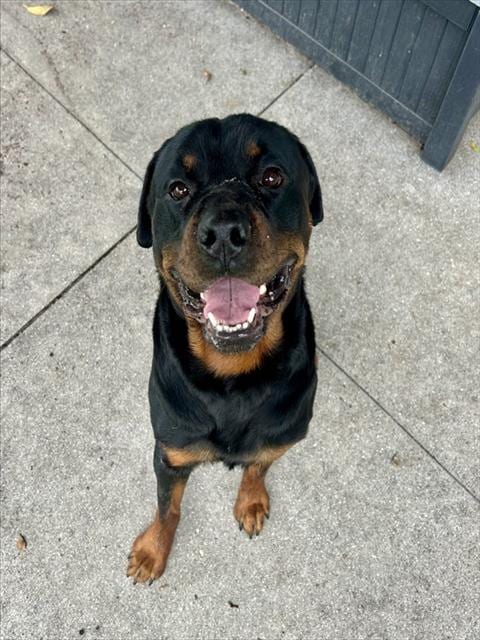Photo of Nino, adoptable Rottweiler in Fort Myers, Florida