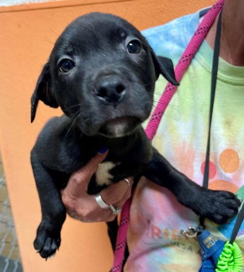 Photo of Sabith, adoptable Labrador Retriever in Tulsa, Oklahoma