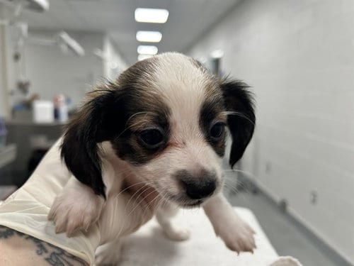 Photo of A391478, adoptable Dachshund in Ocala, Florida