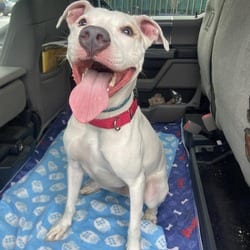 Photo of Goliath, adoptable American Staffordshire Terrier in Hartford, Connecticut