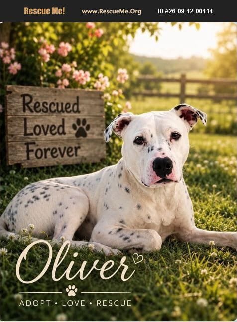 Photo of Oliver, adoptable Dalmatian in Benton, Pennsylvania