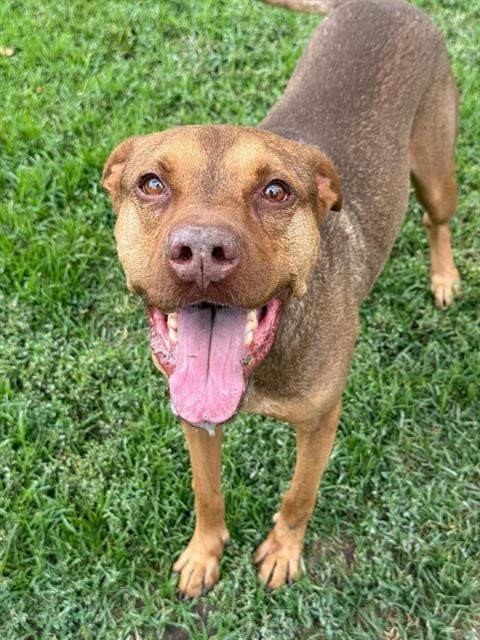 Photo of Scrappy, adoptable Pit Bull Terrier in Riverside, California