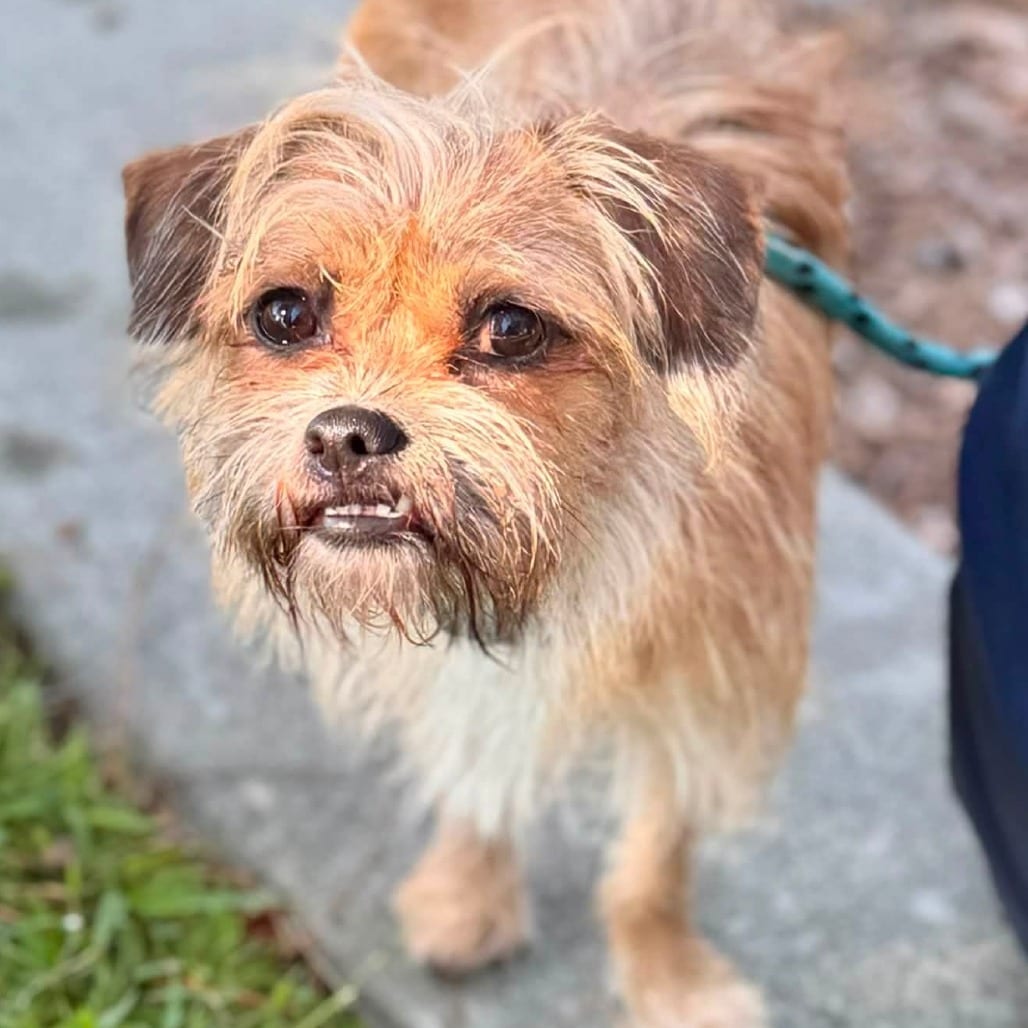 Photo of Coca - City of Industry Location, adoptable Terrier / Mix