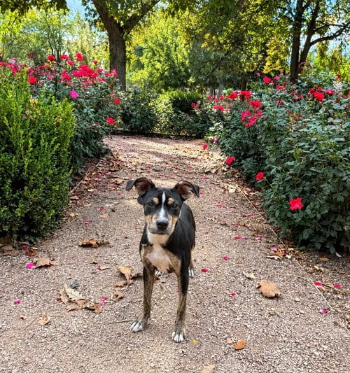 Photo of Sammy Star, adoptable Bull Terrier in Sandy, Utah