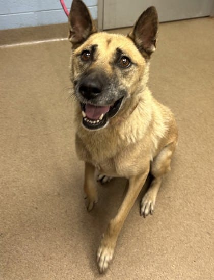 Photo of Raya, adoptable dog in Chamblee, Georgia