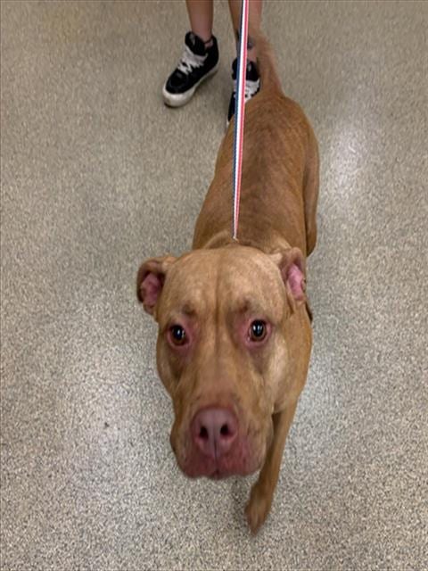 Photo of Lilly, adoptable Pit Bull Terrier in Fort Myers, Florida