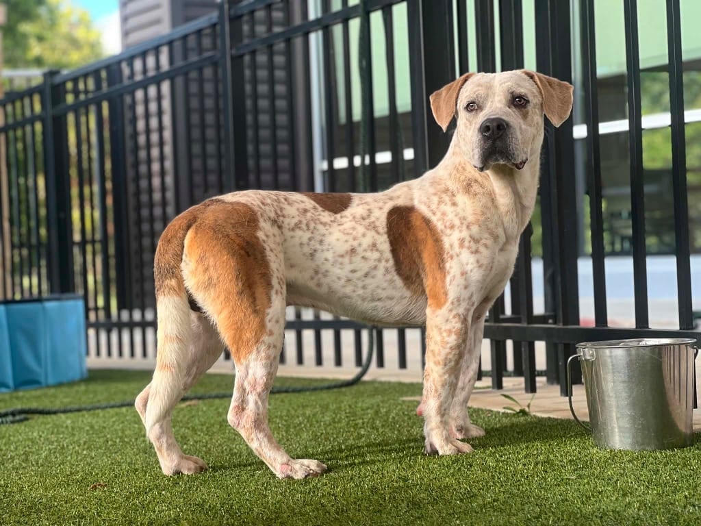 Photo of Jeffery, adoptable Hound in Canyon Lake, Texas