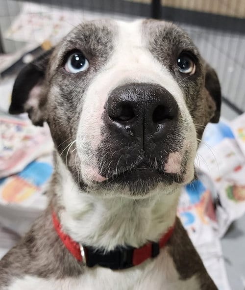Photo of Monroe, adoptable Labrador Retriever in Royal Palm Beach, Florida