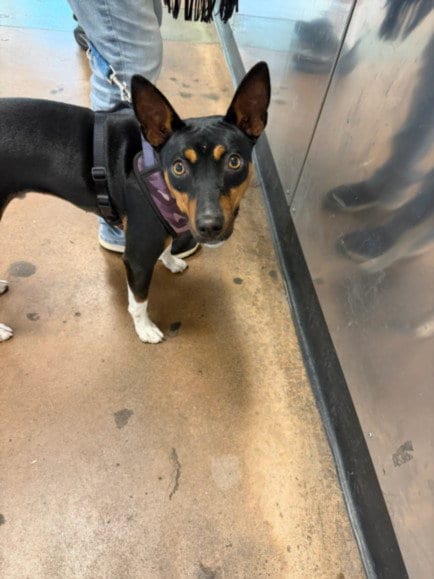 Photo of Spoon, adoptable Australian Kelpie in Van Nuys, California