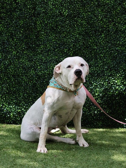 Photo of Ivory, adoptable Mastiff in Naples, Florida