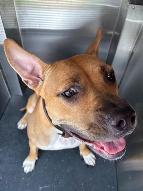Photo of Momma Mayhem, adoptable American Staffordshire Terrier in Grand Prairie, Texas
