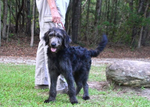 Photo of Nikki, adoptable Labrador Retriever in Willingboro, New Jersey