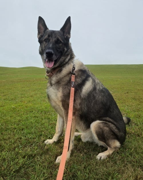 Photo of Duke 7431, adoptable German Shepherd Dog in Centreville, Virginia