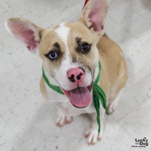 Photo of Johnson, adoptable Shepherd in Washington, District of Columbia