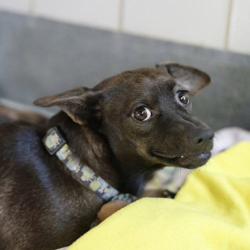 Photo of Gorgina, adoptable Chihuahua in San Antonio, Texas