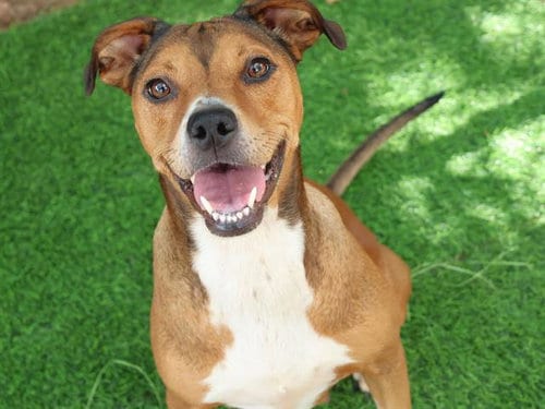 Photo of Lovebug, adoptable Boxer in Tallahassee, Florida