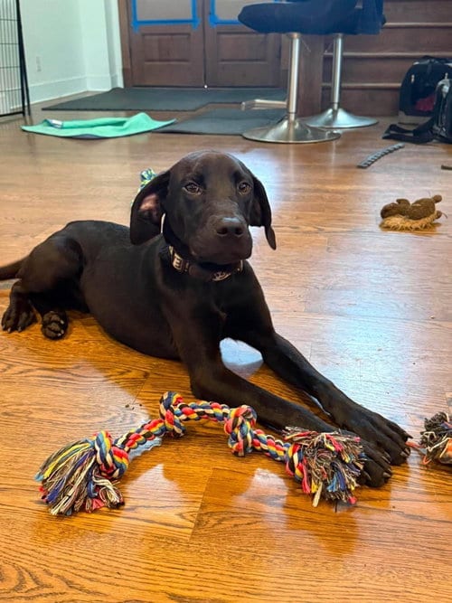 Photo of Eeyore, adoptable Great Dane in Bullard, Texas