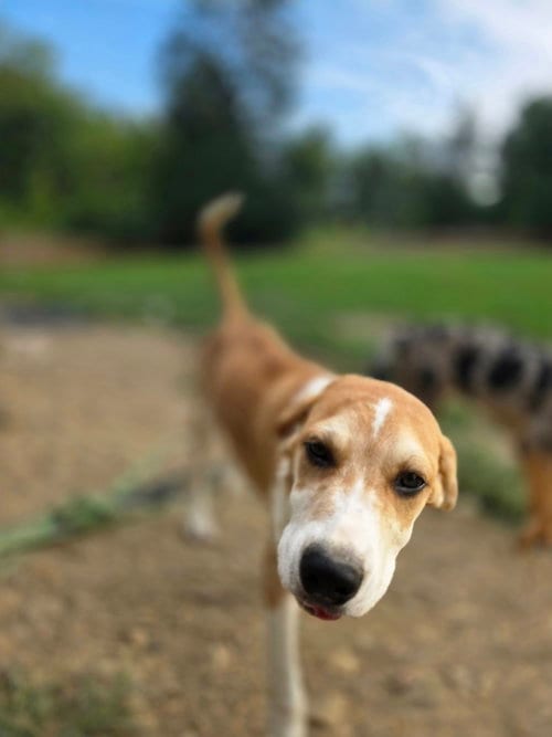Photo of LLP Trixie : Banjo, adoptable Retriever in Aurora, Indiana