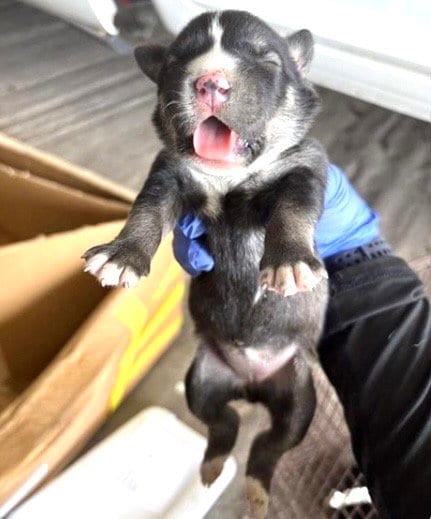 Photo of A660814, adoptable Labrador Retriever in Houston, Texas