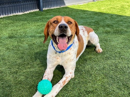 Photo of Ballistic, adoptable English Pointer in Orange, California