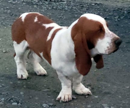 Photo of Copper, adoptable Basset Hound in Milmay, New Jersey