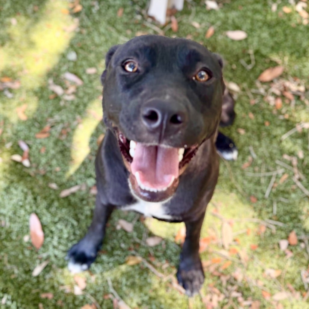 Photo of Sweet Pea, adoptable Mixed Breed (Medium) in Milton, Florida