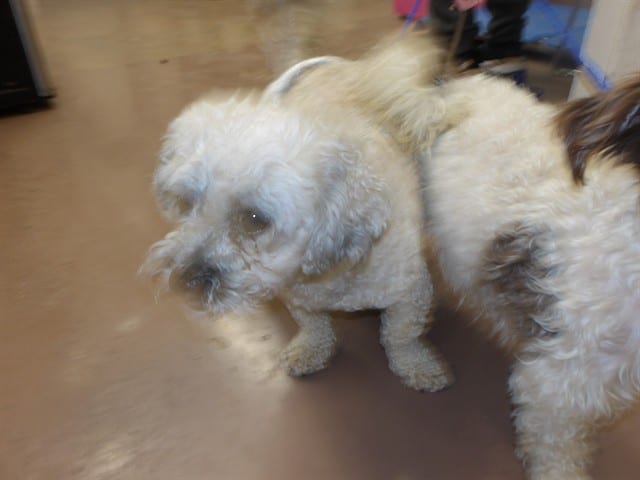 Photo of Cheto, adoptable Poodle - Miniature in Chicago, Illinois