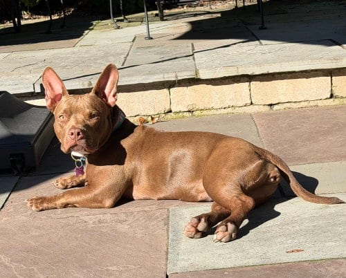 Photo of Polly Pocket, adoptable Pit Bull Terrier in Mundelein, Illinois