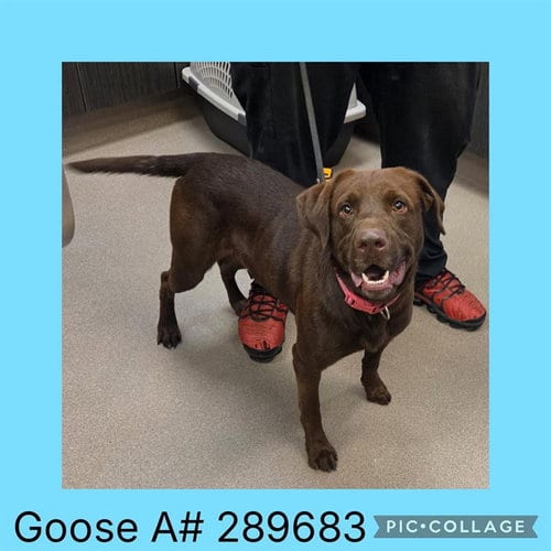 Photo of Goose, adoptable Labrador Retriever in Macon, Georgia