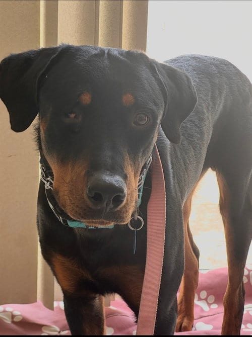 Photo of Willy, adoptable Rottweiler in Gilbert, Arizona