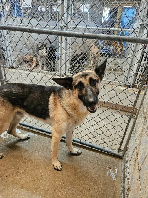 Photo of Rodolfo, adoptable German Shepherd Dog in El Centro, California