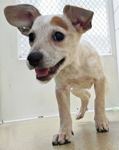 Photo of Winifred, adoptable Australian Cattle Dog/Blue Heeler in Plover, Wisconsin