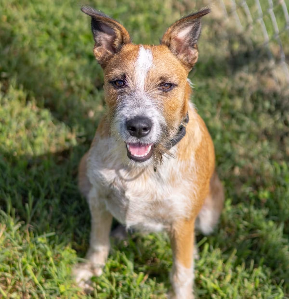 Photo of Ranger, adoptable Fox Terrier (Wirehaired) Jack Russell Terrier in Wilmington, Delaware