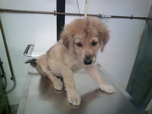 Photo of Porkchop, adoptable Great Pyrenees in Panama City, Florida
