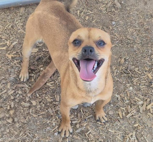 Photo of Bear, adoptable Chihuahua in Albuquerque, New Mexico