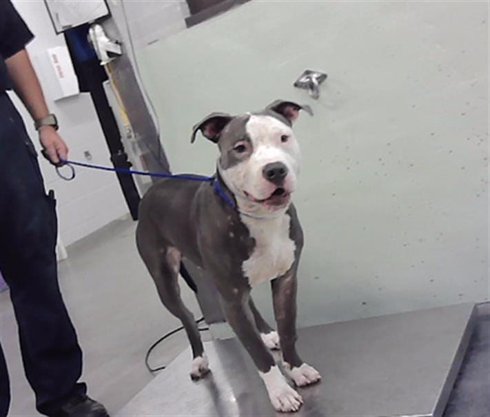 Photo of Senior Staffordshire Bull Terrier mix, adoptable Staffordshire Bull Terrier mix in Houston, Texas