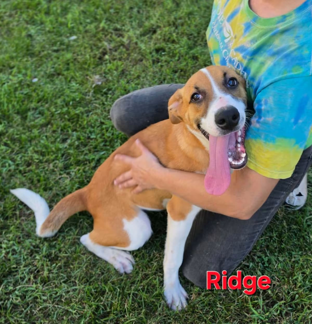 Photo of Ridge, adoptable Hound (Unknown Type)/Mixed Breed (Medium) in Washington, District of Columbia