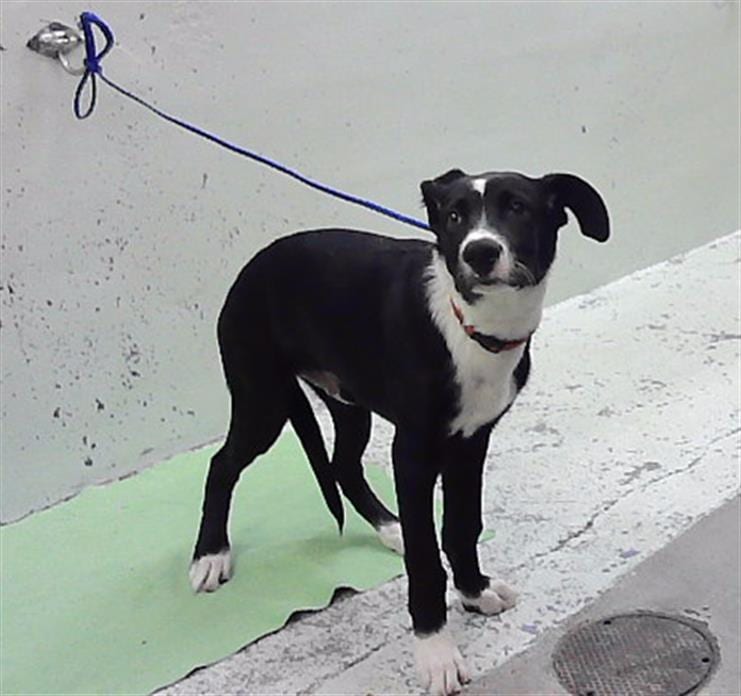 Photo of Buddy, adoptable Border Collie mix in Houston, Texas