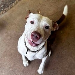Photo of Catherine, adoptable American Pit Bull Terrier in Stephenville, Texas
