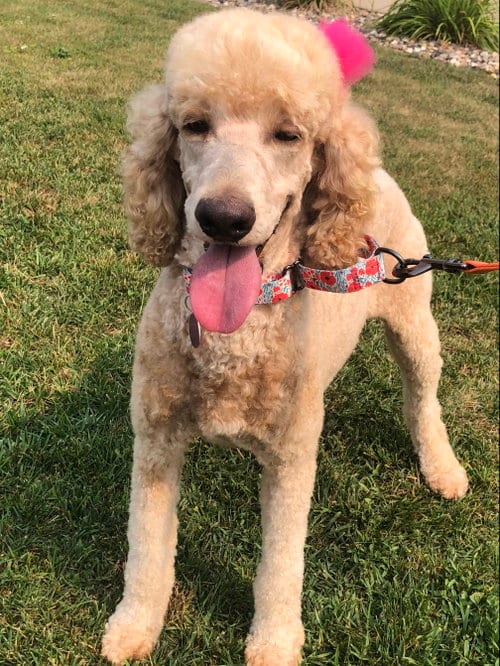 Photo of Lana, adoptable Poodle (Standard) in Brandon, South Dakota