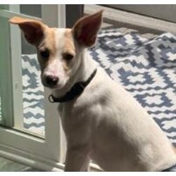 Photo of Coco Bean, adoptable Mixed Breed (Medium) in New Castle, Delaware