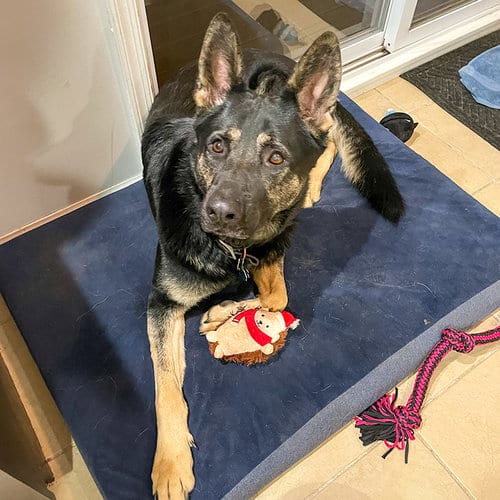 Photo of Vader, adoptable German Shepherd Dog in Millburn, New Jersey
