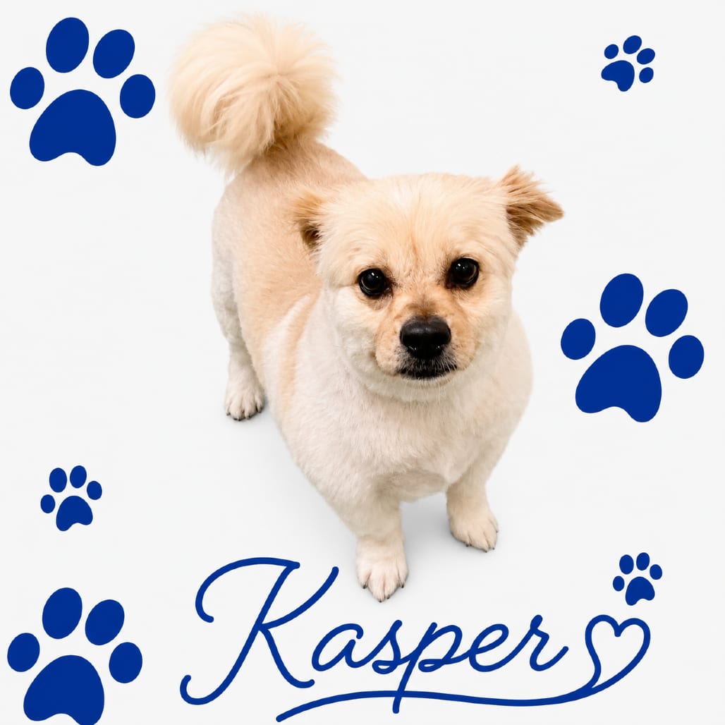 Photo of Kasper, adoptable Mixed Breed (Medium)