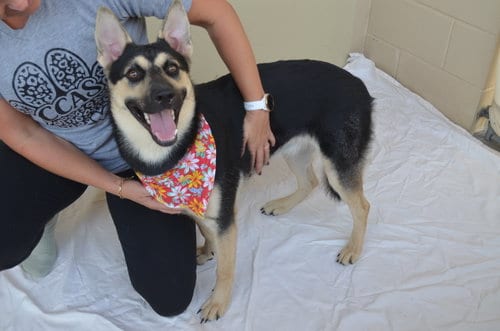 Photo of Mystery Noise, adoptable Unknown breed in McKinney, Texas
