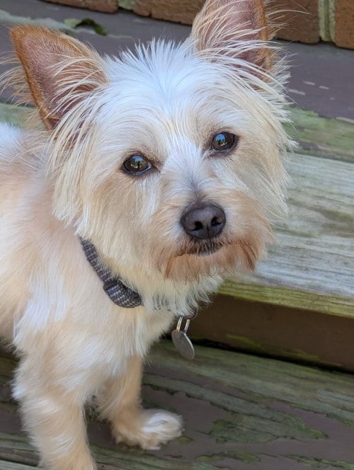 Photo of Chip, adoptable Yorkshire Terrier Yorkie in Greensboro, North Carolina