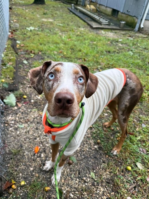 Photo of Ziggy, adoptable Catahoula Leopard Dog in Willingboro, New Jersey
