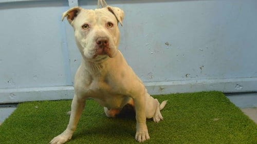 Photo of Lina, adoptable Pit Bull Terrier in Gardena, California
