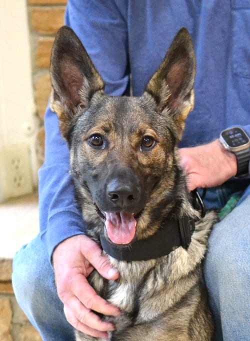Photo of Alsa, adoptable German Shepherd Dog in Enfield, Connecticut